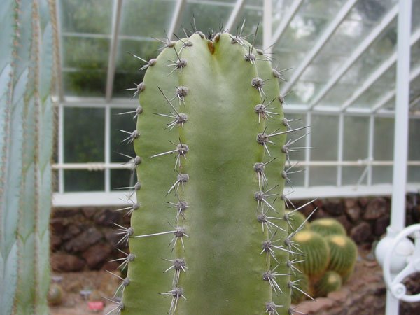 Neoraimondia_arequipensis_1